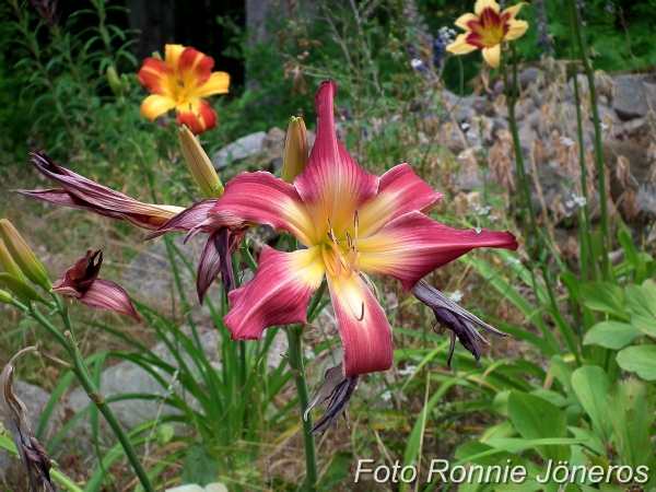 Daglija (hemerocallis)